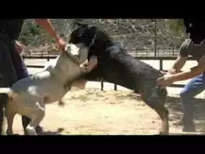 Video: Rottweiler Dogs VS Dogo Argentino